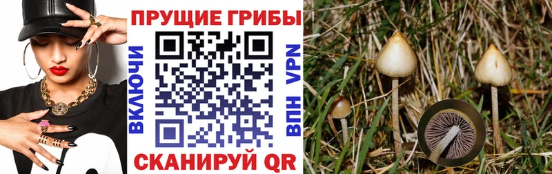Купить закладки  Сольцы  Псилоцибиновые грибы мухоморы 